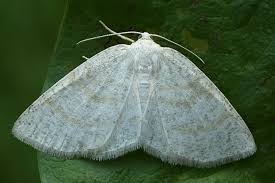 Attēlu rezultāti vaicājumam “Cabera exanthemata male”