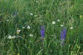 Attēlu rezultāti vaicājumam “Trisetum flavescens flower”