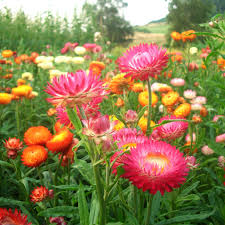 Image result for Strohblume