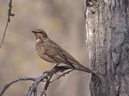 Image result for Turdus naumanni