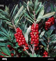 Attēlu rezultāti vaicājumam “Daphne mezereum fruit”