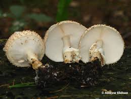 Attēlu rezultāti vaicājumam “Lepiota aspera”