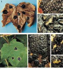 Attēlu rezultāti vaicājumam “Rhytisma acerinum”