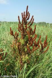 Attēlu rezultāti vaicājumam “Rumex maritimus leaf”