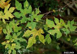 Attēlu rezultāti vaicājumam “Ampelopsis glandulosa var. brevipedunculata”