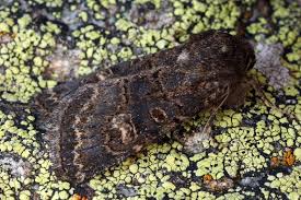 Attēlu rezultāti vaicājumam “Tholera cespitis”