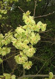 Attēlu rezultāti vaicājumam “Ulmus minor”