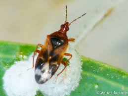 Attēlu rezultāti vaicājumam “Anthocoris nemorum”