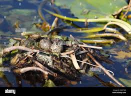 Attēlu rezultāti vaicājumam “Chlidonias niger eggs”