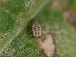 Attēlu rezultāti vaicājumam “Psyllobora vigintiduopunctata larva”