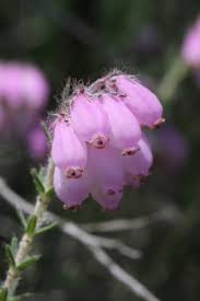 Attēlu rezultāti vaicājumam “Erica tetralix”