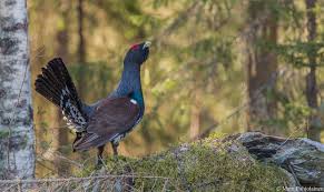 Attēlu rezultāti vaicājumam “Tetrao urogallus”