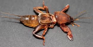 Attēlu rezultāti vaicājumam “Gryllotalpa gryllotalpa”