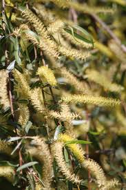 Attēlu rezultāti vaicājumam “Salix x doniana”