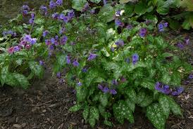 Attēlu rezultāti vaicājumam “Pulmonaria saccharata leaf”