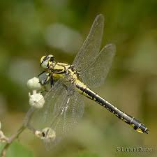 Attēlu rezultāti vaicājumam “Gomphus vulgatissimus”