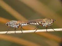 Attēlu rezultāti vaicājumam “Therevidae larva”