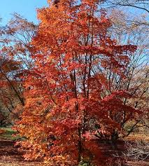 Attēlu rezultāti vaicājumam “Acer pseudosieboldianum”