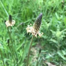 Attēlu rezultāti vaicājumam “Plantago media bud”
