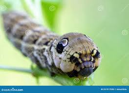 Attēlu rezultāti vaicājumam “Deilephila elpenor imago”