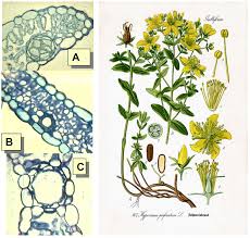 Attēlu rezultāti vaicājumam “Hypericum perforatum leaf”