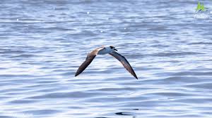 Image result for Pterodroma hasitata