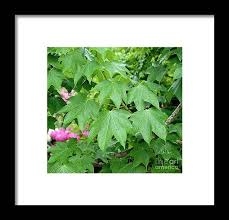 Attēlu rezultāti vaicājumam “Kalopanax septemlobus”