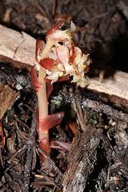 Attēlu rezultāti vaicājumam “Monotropa hypopitys bud”