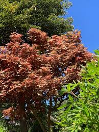 Attēlu rezultāti vaicājumam “Acer pseudoplatanus”