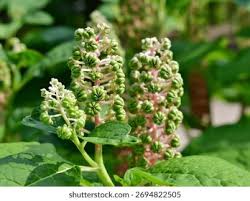 Attēlu rezultāti vaicājumam “Phytolacca acinosa flower”