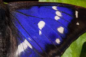 Attēlu rezultāti vaicājumam “Apatura iris male”