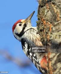 Attēlu rezultāti vaicājumam “Dendrocopos leucotos female”