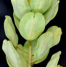 Attēlu rezultāti vaicājumam “Thlaspi arvense”