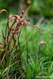 Attēlu rezultāti vaicājumam “Dicranum montanum sporophyte”