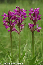 Attēlu rezultāti vaicājumam “Dactylorhiza traunsteineri”