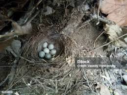 Attēlu rezultāti vaicājumam “Motacilla alba nest”