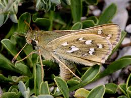 Attēlu rezultāti vaicājumam “Hesperia comma female”