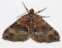 Attēlu rezultāti vaicājumam “Perizoma bifaciata”