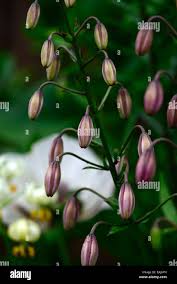 Attēlu rezultāti vaicājumam “Lilium martagon bud”