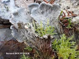 Attēlu rezultāti vaicājumam “Peltigera canina”