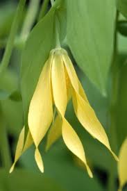 Attēlu rezultāti vaicājumam “Uvularia grandiflora”