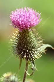 Image result for Onopordum acanthium