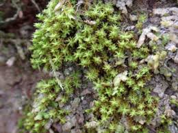 Attēlu rezultāti vaicājumam “Zygodon rupestris”