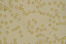 Attēlu rezultāti vaicājumam “Crepidotus applanatus”