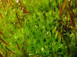 Attēlu rezultāti vaicājumam “Ceratodon purpureus”