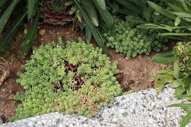 Attēlu rezultāti vaicājumam “Sedum pallidum”