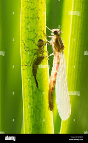 Attēlu rezultāti vaicājumam “Pyrrhosoma nymphula”