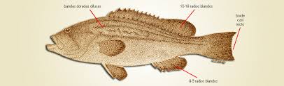Image result for Epinephelus costae