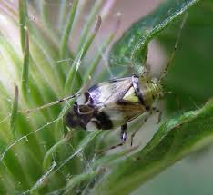 Attēlu rezultāti vaicājumam “Orthops campestris”