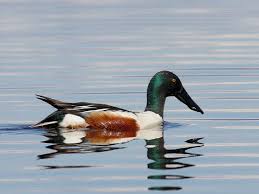 Attēlu rezultāti vaicājumam “Anas clypeata male”